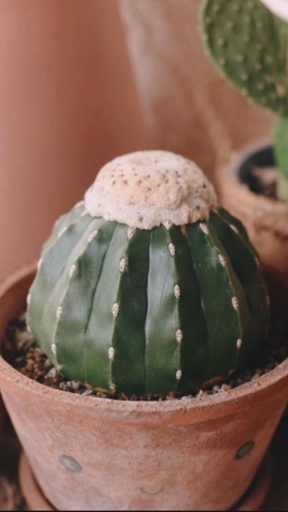 💚仙人掌🌵