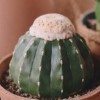 💚仙人掌🌵