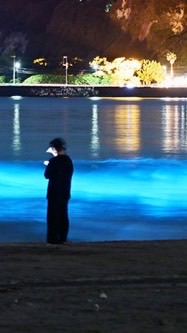夜行虫が見たい人集合！