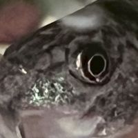 れつきん鯖