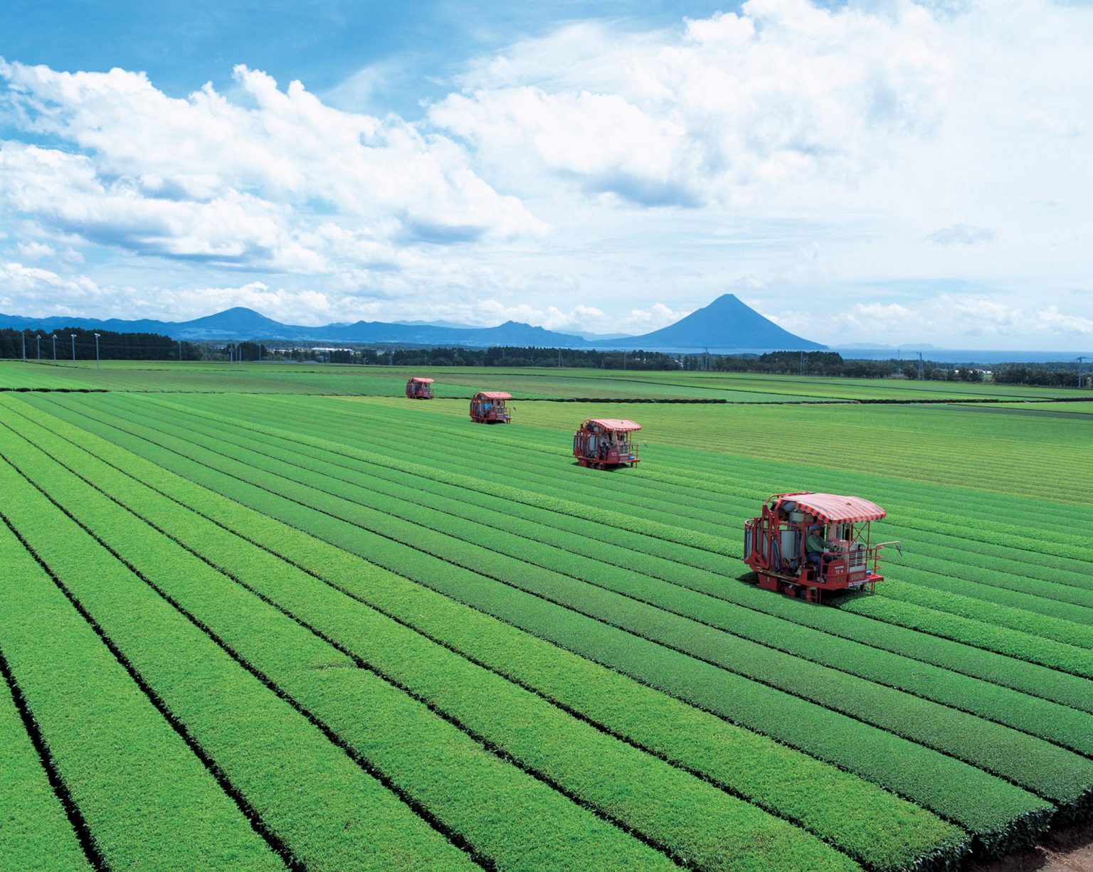 日本三大銘茶鹿兒島知覽茶