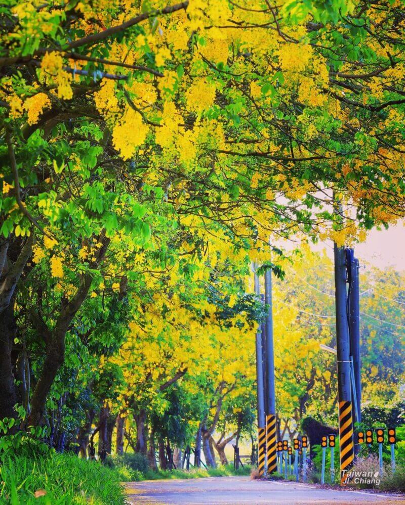 阿勃勒賞花｜六腳鄉阿勃勒花道｜嘉義景點