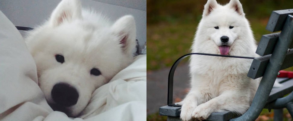 冬天裡的小太陽就是它，小編看到它心都要融化囉～