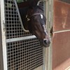 競馬(中央、地方競馬)　ガチ予想交流。