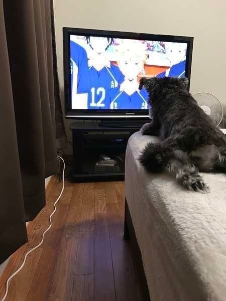 真剣に見ていることも 犬の目にテレビはどう映っている