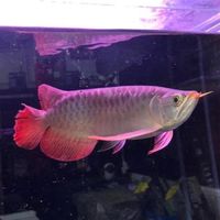 🍎大洲水族🍎八百萬神周邊器材 龍魚 魟魚 大型魚 魚缸 水族器材 爬蟲 寵物 烏龜 自由交流聯盟
