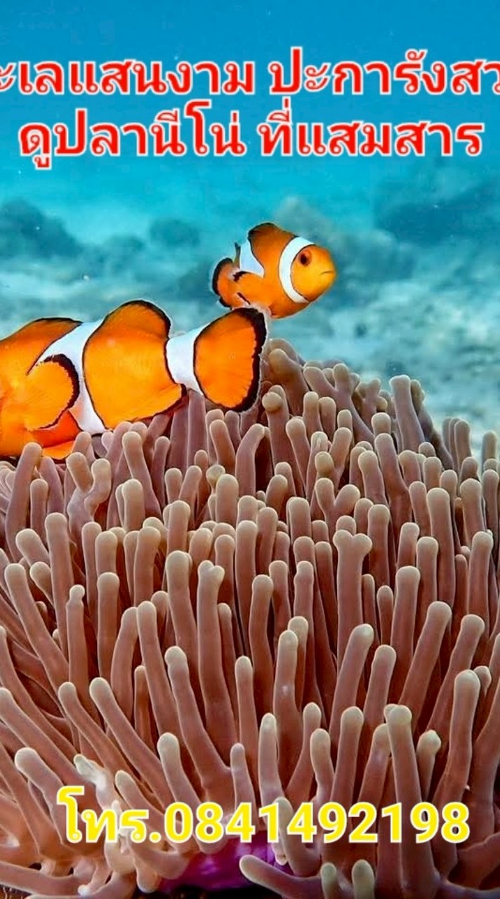 ที่พักที่เที่ยวทั่วไทยดำน้ำตกปลาตกหมึกทัวร์ในประเทศต่างประเทศ