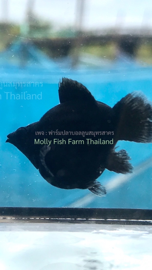 กลุ่มสาธารณะ ปลาบอลลูน ปลาสอด สาย Molly