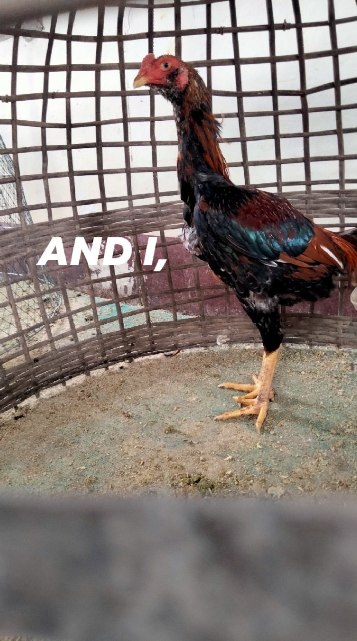 ส.สมเกียรติ์{ไก่ชนพัฒนา}