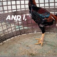 ส.สมเกียรติ์{ไก่ชนพัฒนา}