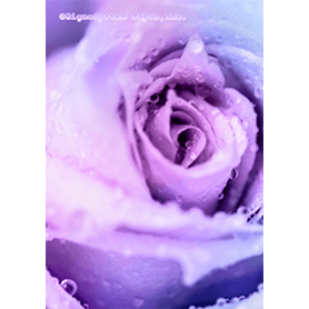 紫の薔薇きせかえ	