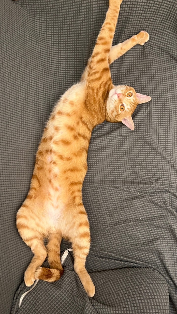 口愛貓咪分享群🐾