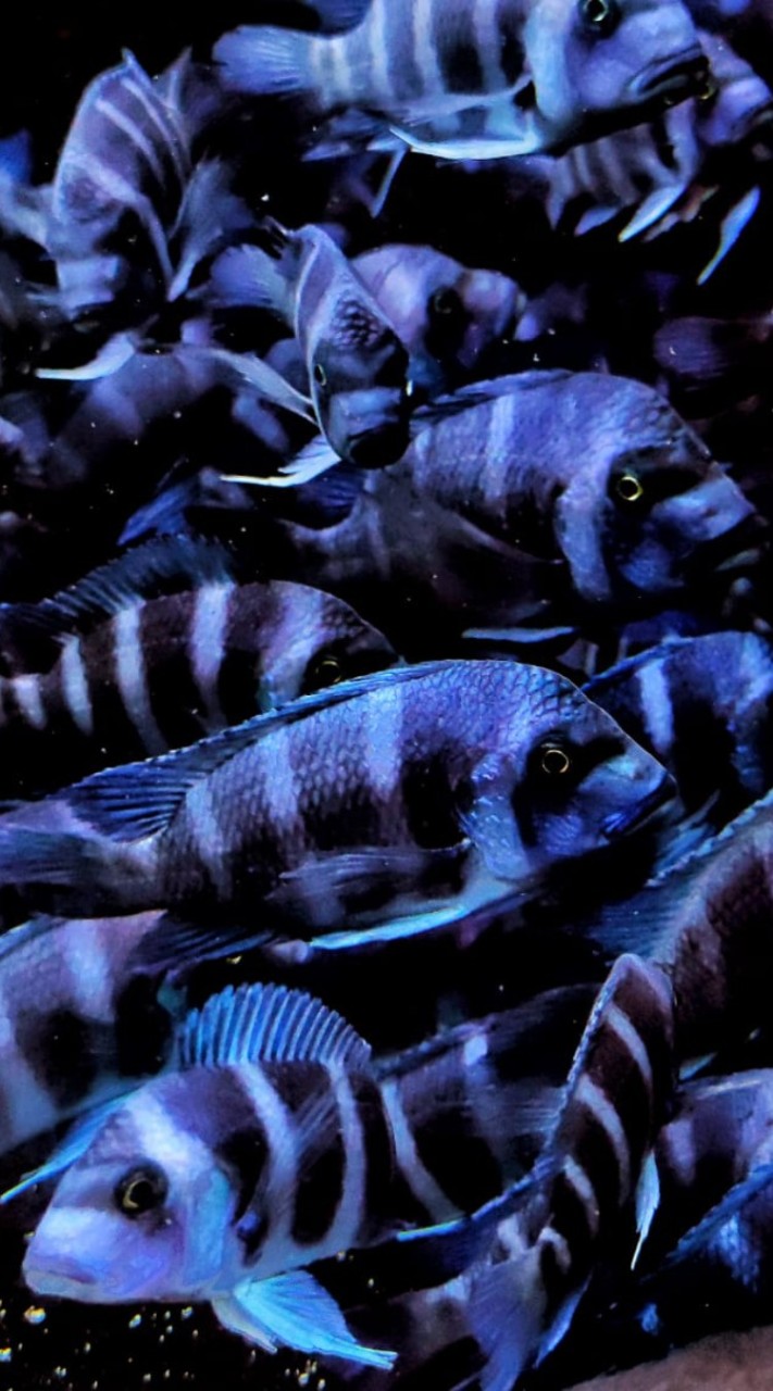 Cichlidscrazy