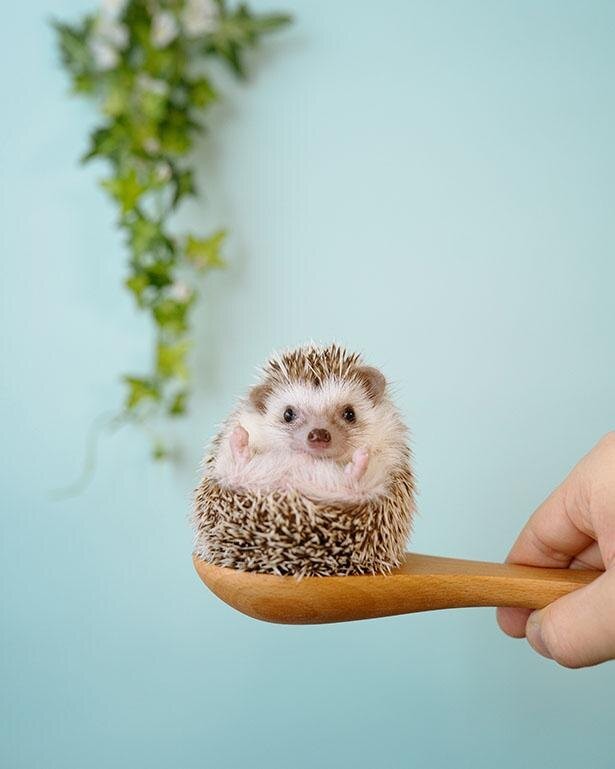 にっこり笑顔のハリネズミに悶絶 神様から怒りん坊にされてしまった動物に安心と癒しを伝えていく