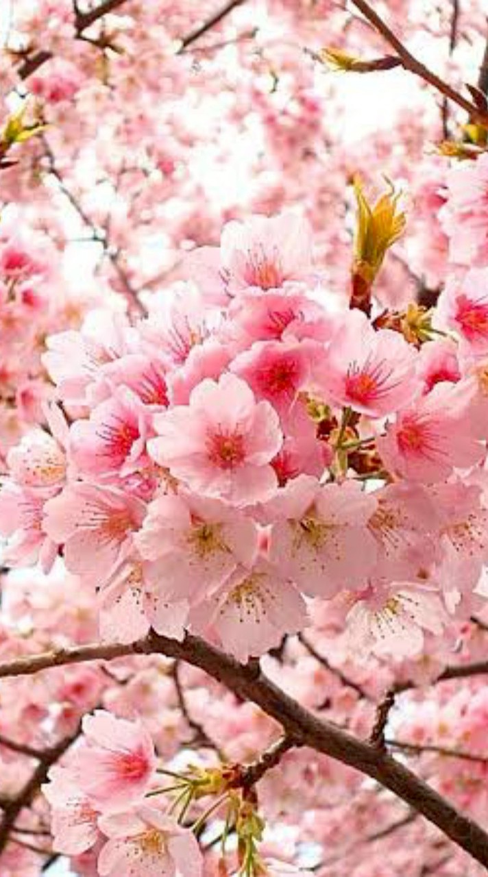 SAKURA 🌺
