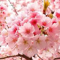 SAKURA 🌺