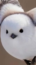 長尾山雀