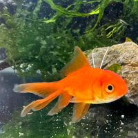 養魚水族新手交流區