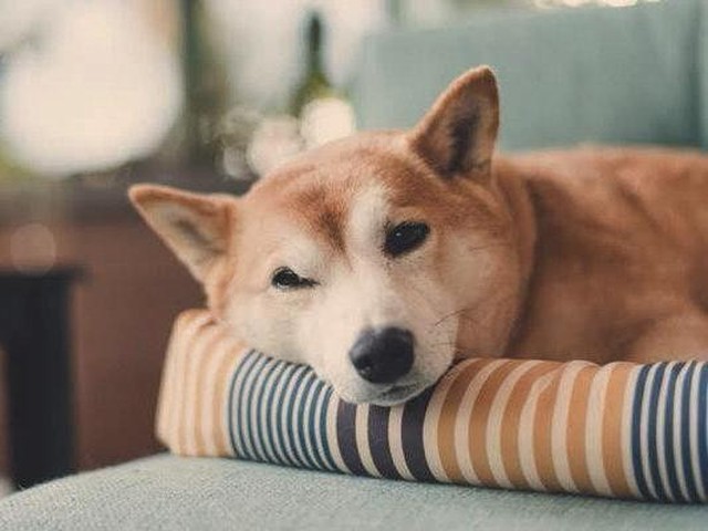 気づいてあげたい 犬が亡くなる前に見せる予兆 いぬのきもちnews