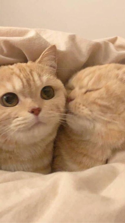 ปกFF+คลิป💗📌