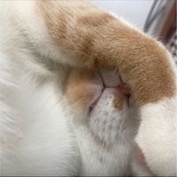 佛系貓抓板湊團咖