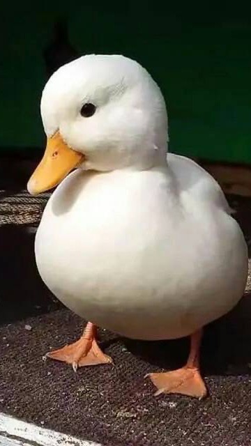 愛跳現代舞😍