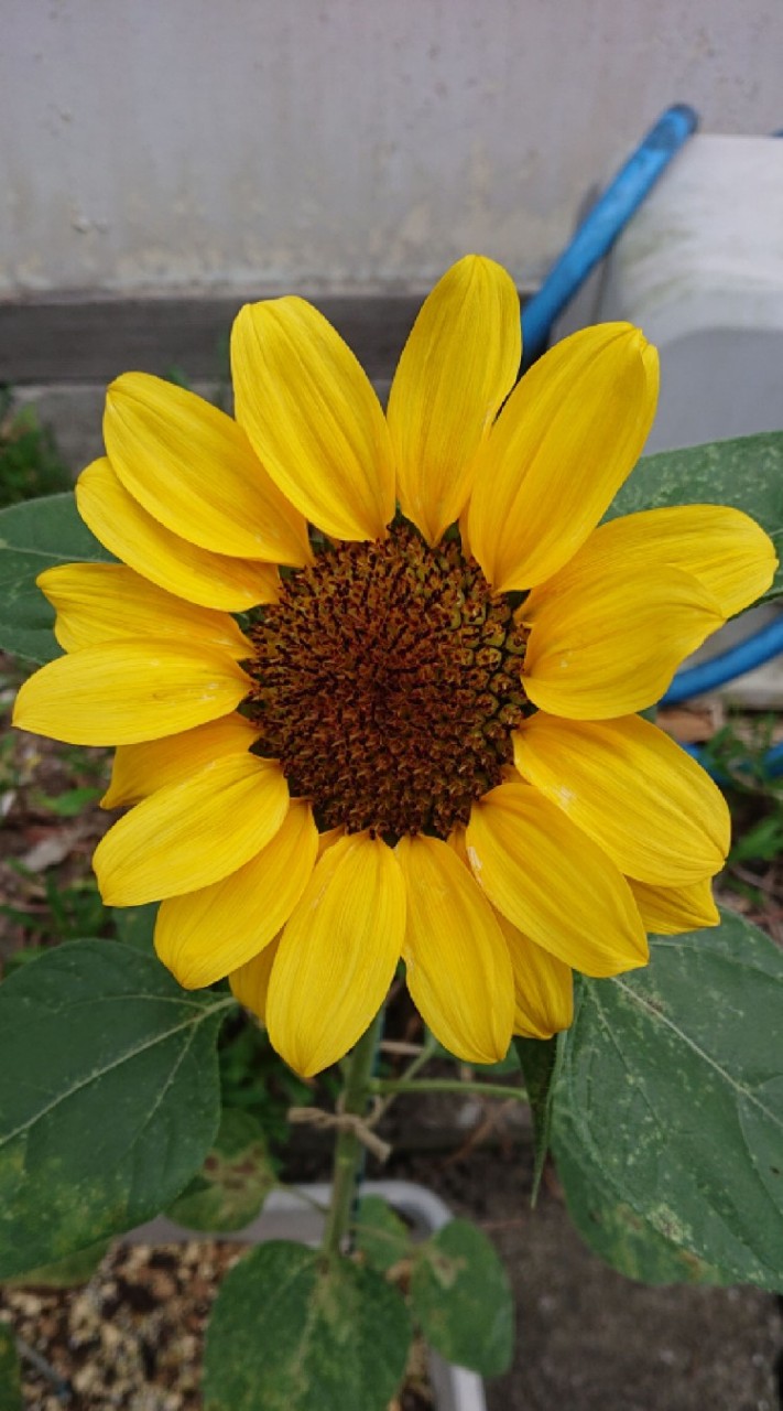 八宮R3年度🌻アルバム委員