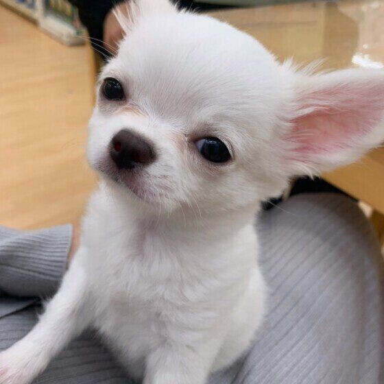 犬が飼い主さんのひざの上にのる理由 ひざのり犬 の癒し画像つき