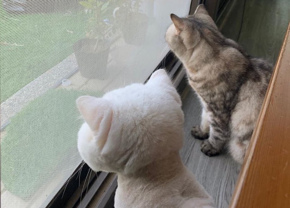 白貓民宿（臉書粉絲專頁）3