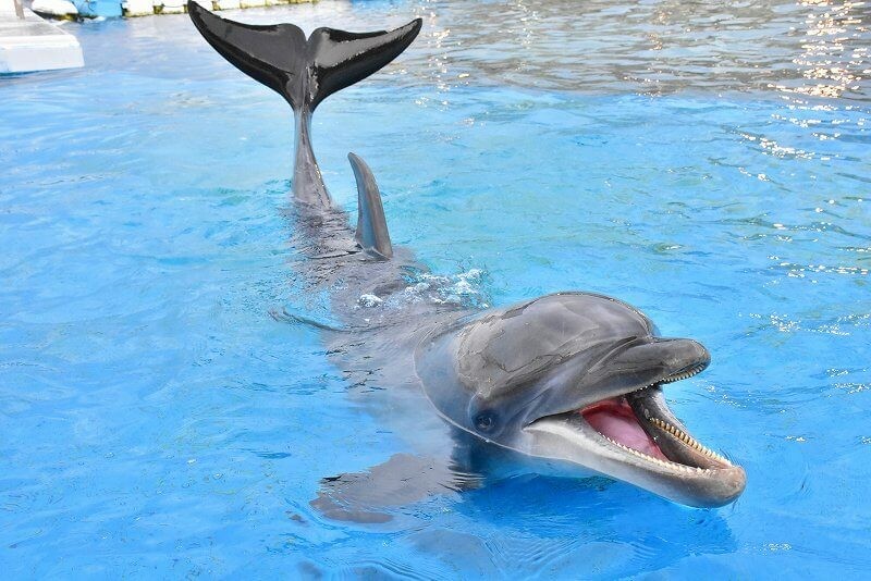 横浜 シーパラ で夏イベント開催 生き物と水浴び ふれあいも