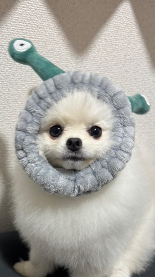 🐶ポメラニアンのとろろ写真垂れ流し🐶
