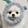 🐶ポメラニアンのとろろ写真垂れ流し🐶