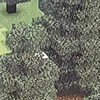 マイクラ[マルチ]統合版　いろんなので遊ぶところ