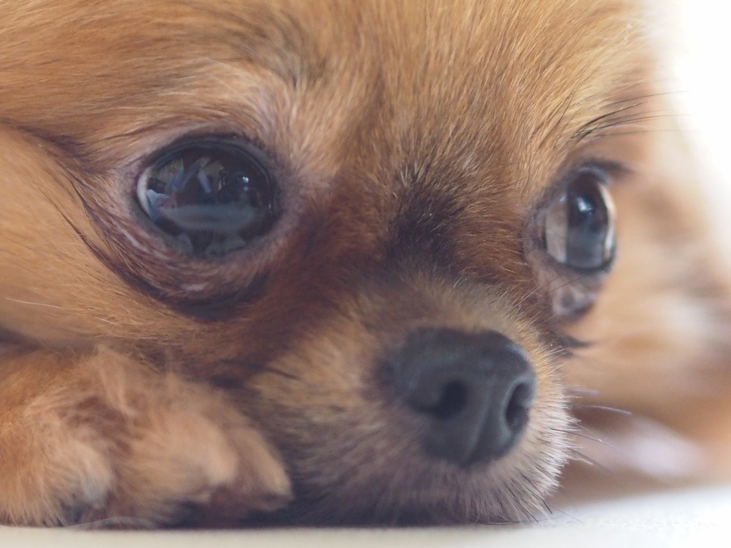 犬 口 なめる しつこい 獣医師監修 犬が口のまわりをずっと舐めている この症状から考えられる病気や原因 対処 予防法は Hotto ホット