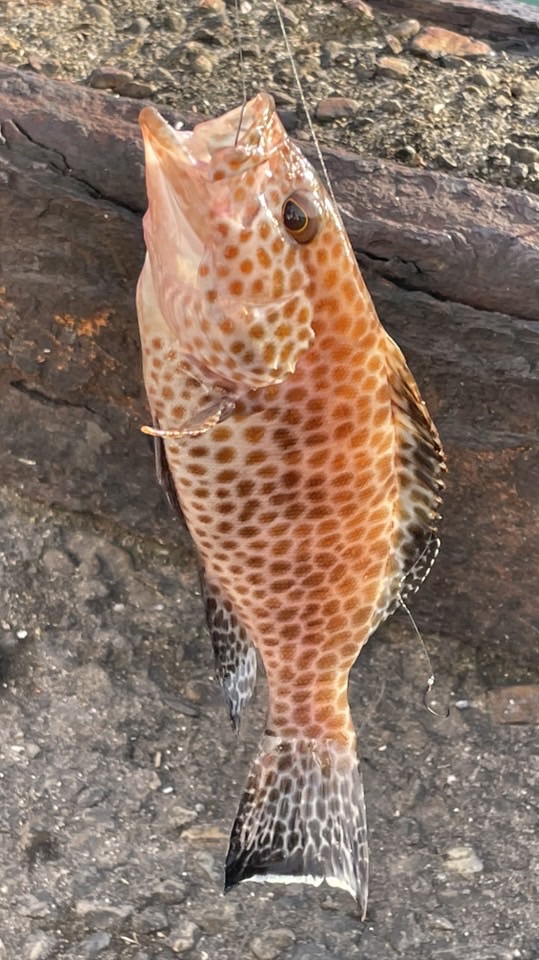 東海３県　生き物好きな人、飼ってる人とお話、情報交換したい