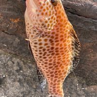 東海３県　生き物好きな人、飼ってる人とお話、情報交換したい