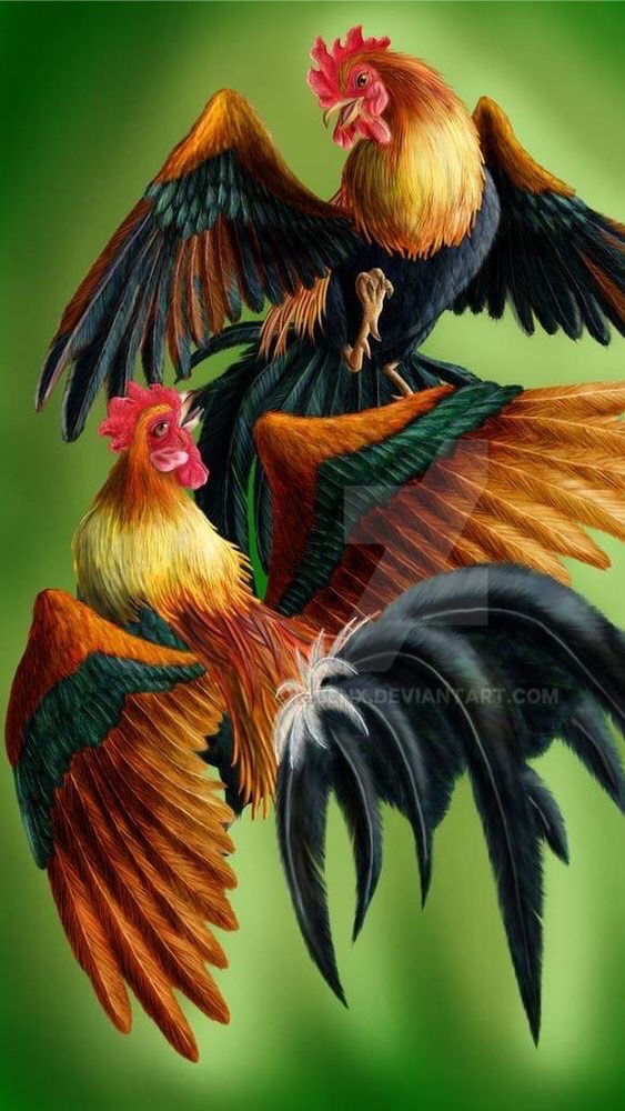 ไก่ชน ซุ้มสานอิสาน