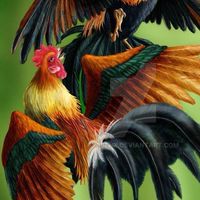 ไก่ชน ซุ้มสานอิสาน