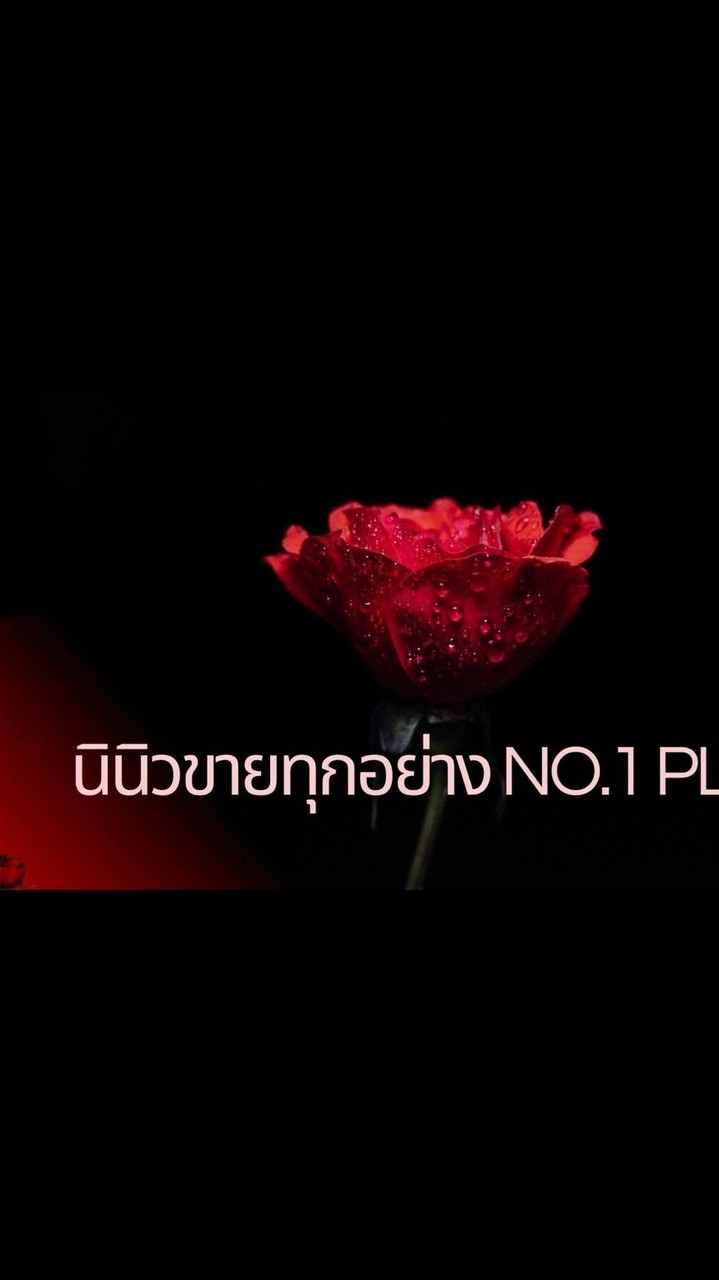 นินิวขายทุกอย่าง No .1