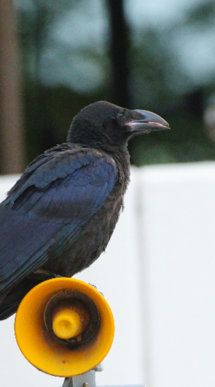 カラスは益鳥