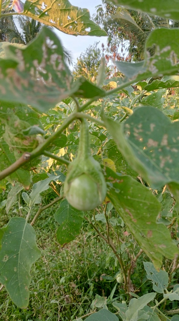 tichafarm