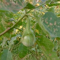 tichafarm