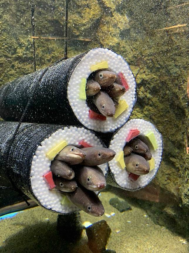 吃過星鰻惠方卷壽司但你看過在水裡的嗎 仙台水族館裡就有活生生的星鰻惠方卷呦 Styletc Line Today