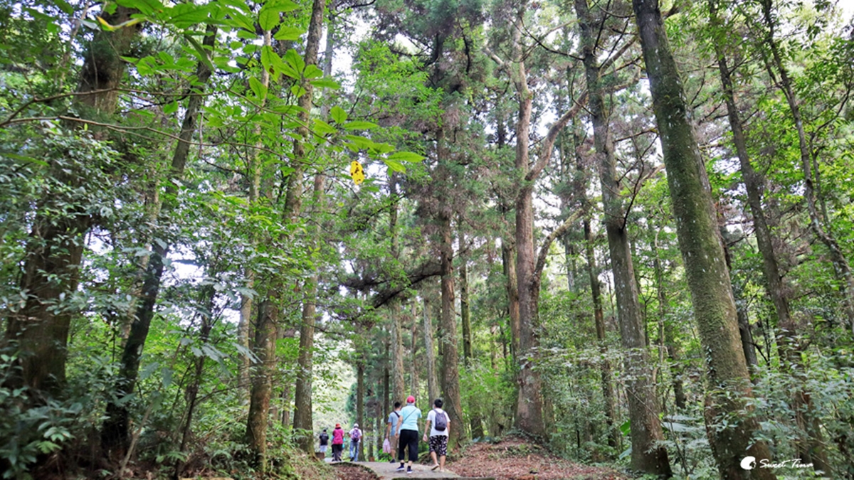 桃園人避暑首選！６條超好走私房步道：夢幻水母廊道、台灣小百岳、瀑布祕境