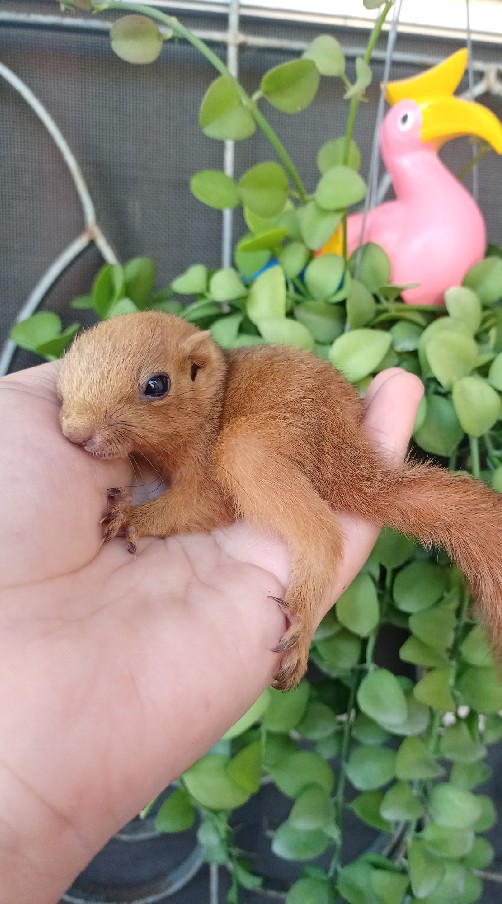 🐿️ กระรอกชลบุรี 🐿️