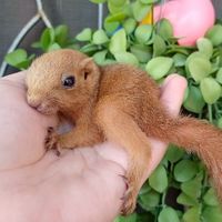 🐿️ กระรอกชลบุรี 🐿️