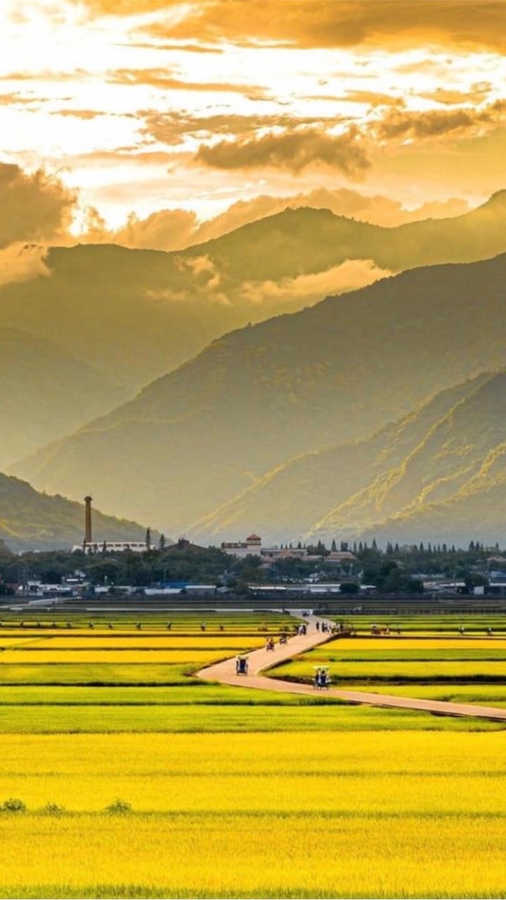 緹米花精芳療