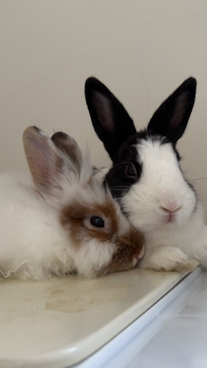 露露栗栗的療癒小舖🐰