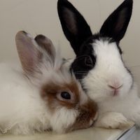 露露栗栗的療癒小舖🐰