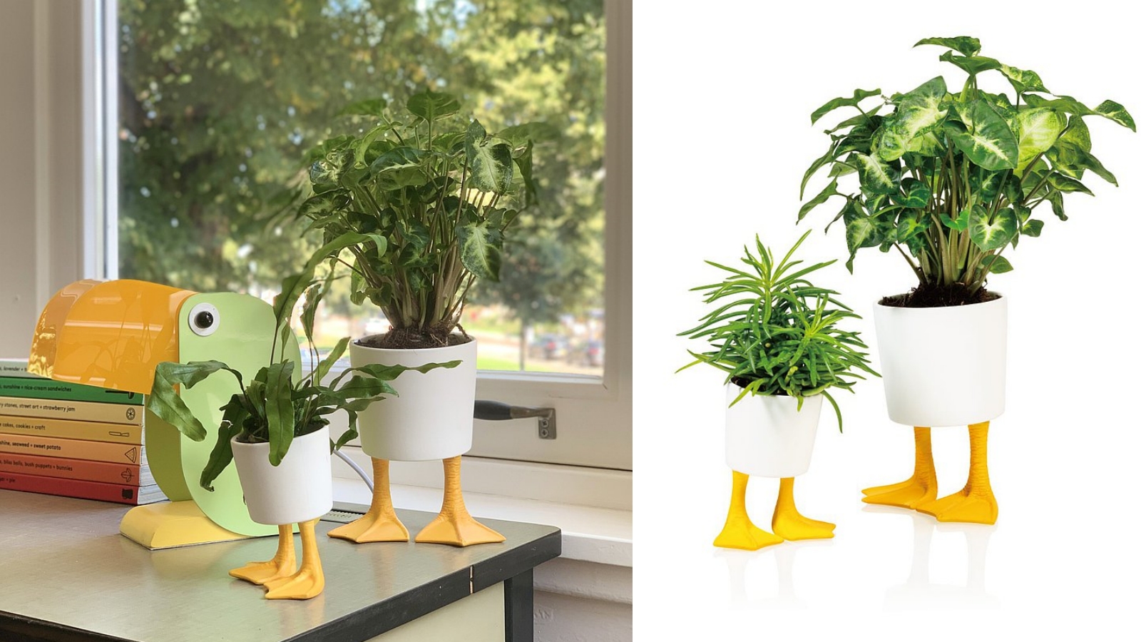 Bitten 鴨子腳 盆栽